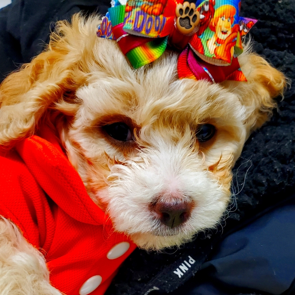 Meet your Posher, Gabby